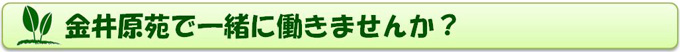 一緒に働きませんか？